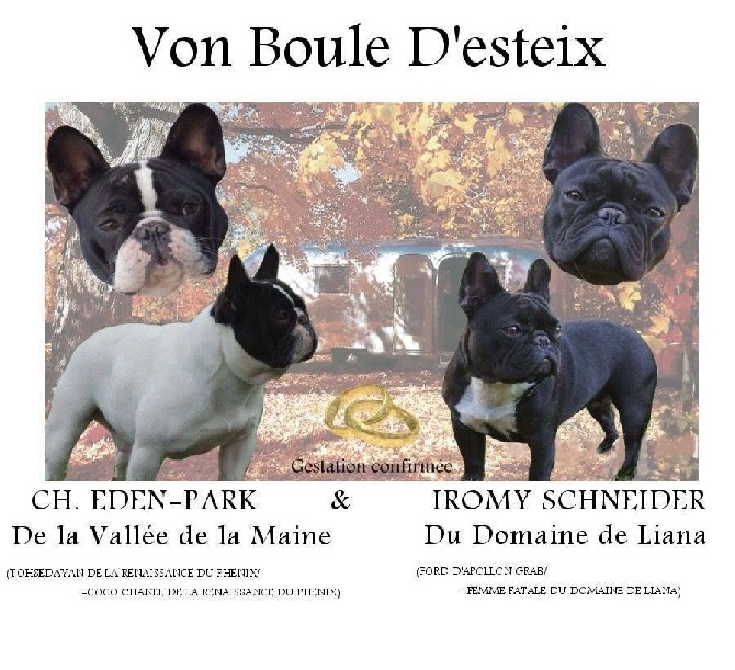 Von Boule D'esteix - Gestation confirmée Mariage Eden & Romy