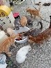  - Les bb chats sauvés au biberon !!!!