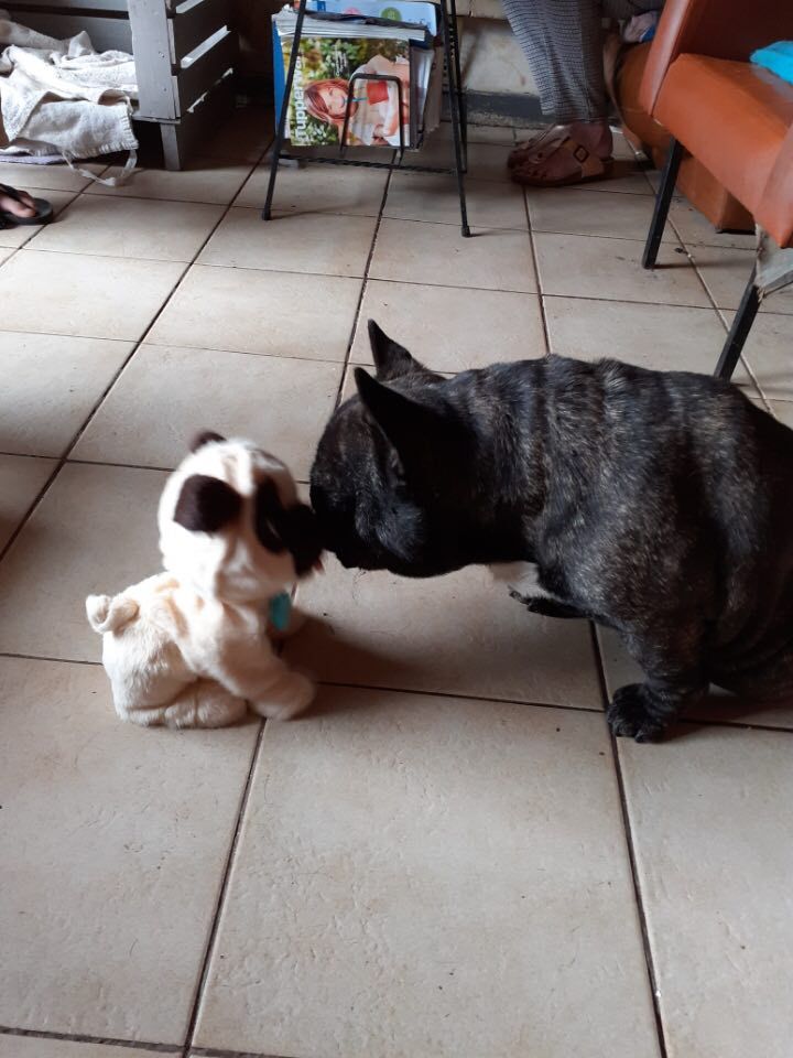 Von Boule D'esteix - Noël 2020 Humphrey Bogart dit Grogros !