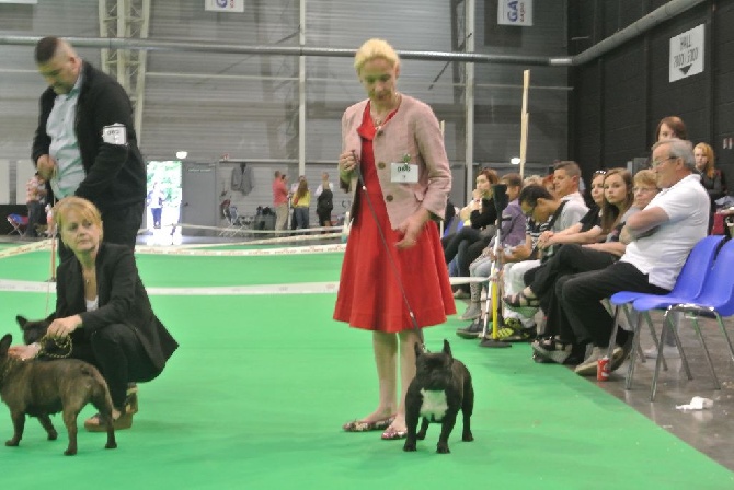 Von Boule D'esteix - NE National d'Elevage de DOUAI 2015