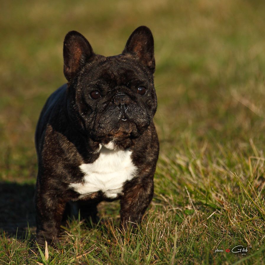 Von Boule D'esteix - Papy Humphrey Bogart Von Boule D'Esteix cot 4