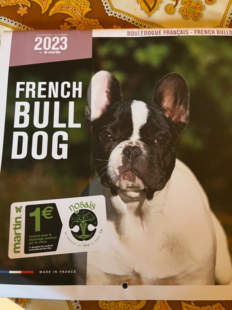 Von Boule D'esteix - Calendrier 2023 Bouledogues Français par GAD et mes loulous
