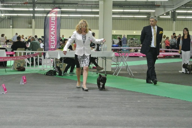 Von Boule D'esteix - Championnat de France 2014 Angers