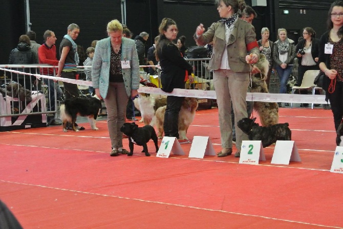 Von Boule D'esteix - ANGERS mars 2014 I Am the King 1er excellent