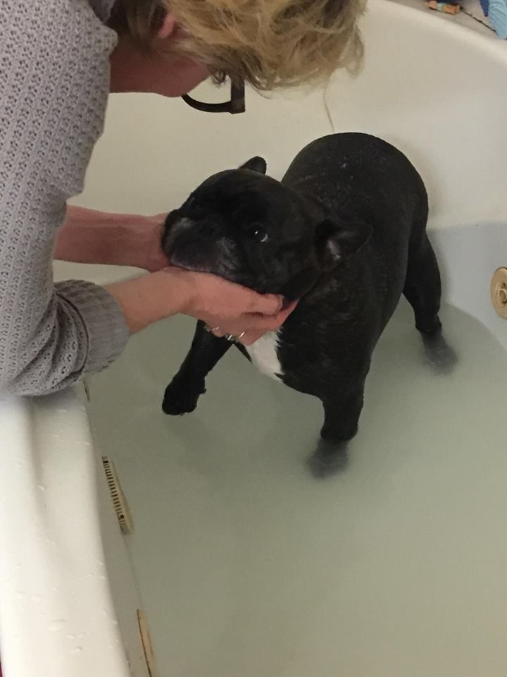 Von Boule D'esteix - Jina la reine du bain !!!! Elle y va toute seule !!!