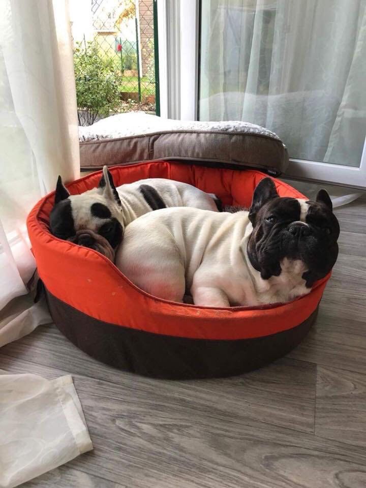 Von Boule D'esteix - JPG & Moujick Von Boule D'Esteix