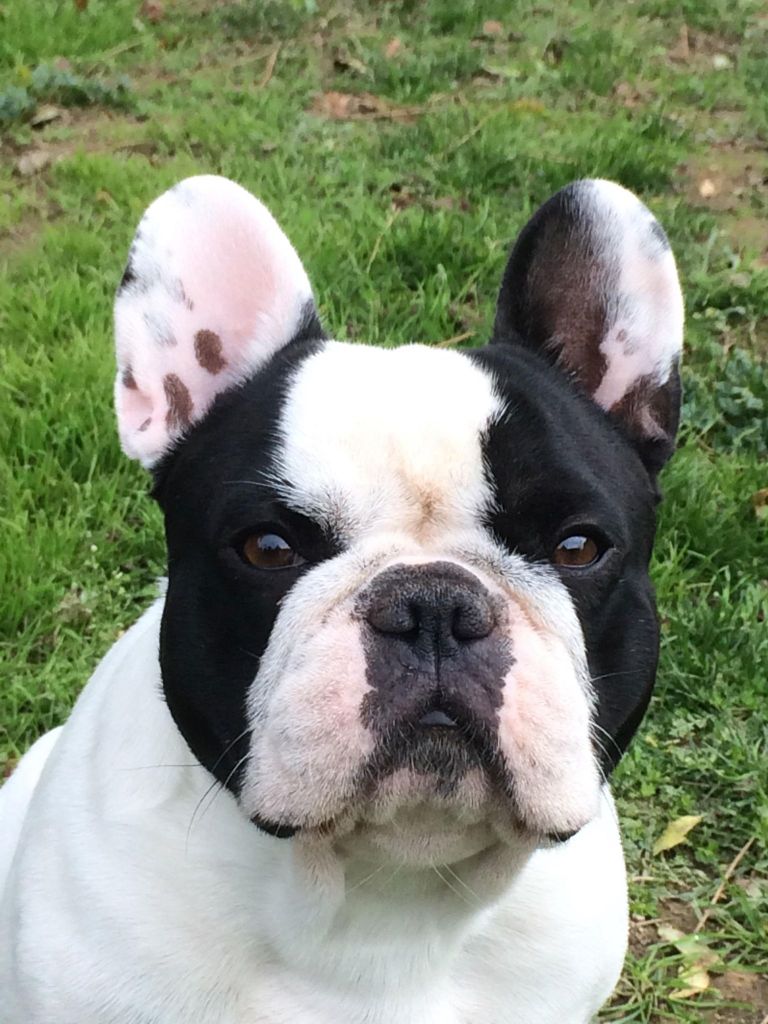 Von Boule D'esteix - O'Rhett Butler Von Boule D'Esteix cotation 4