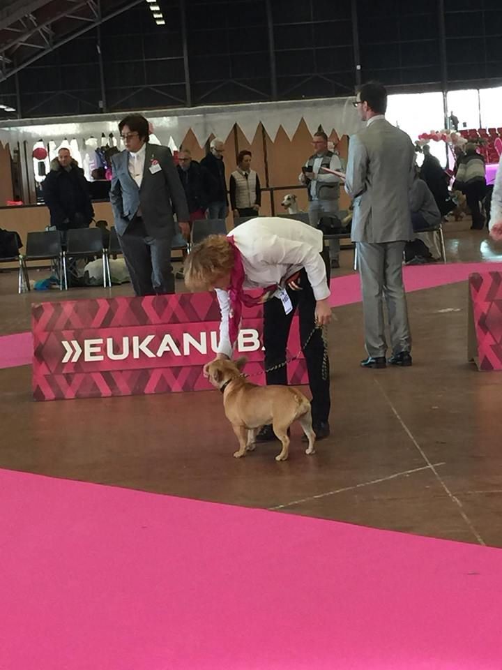 Von Boule D'esteix - Nantes CACS National