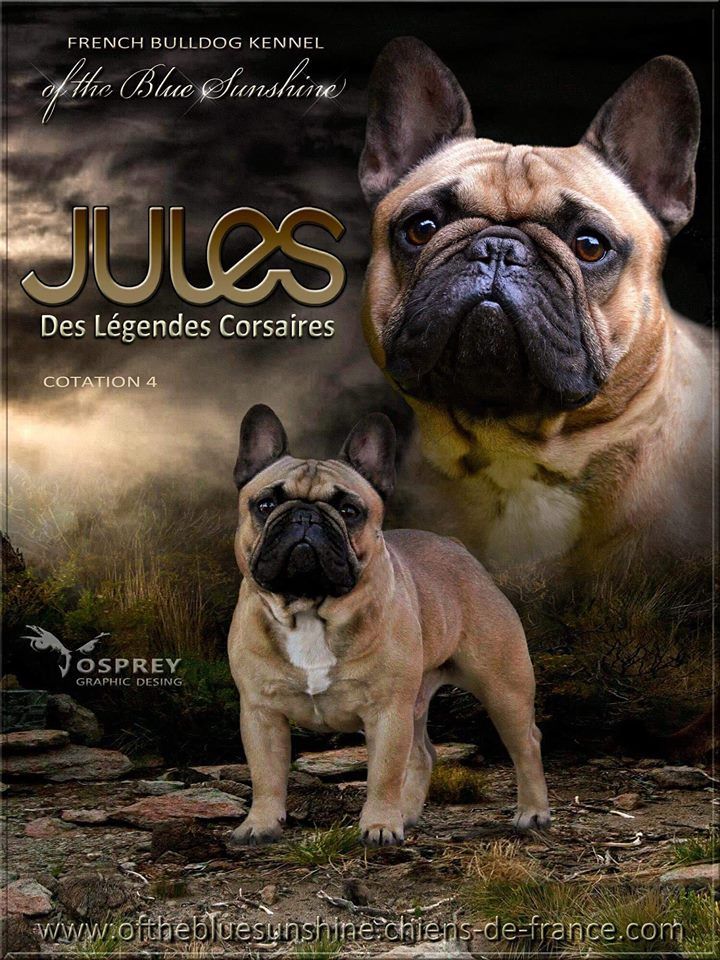 Von Boule D'esteix - Naissance des BB de Jules & Jinette