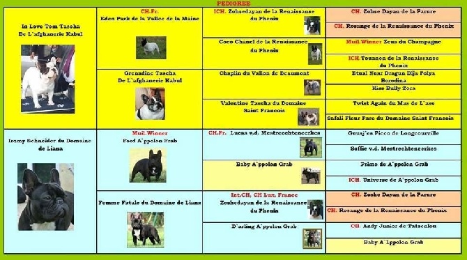 Von Boule D'esteix - Pedigree des futurs loulous !!
