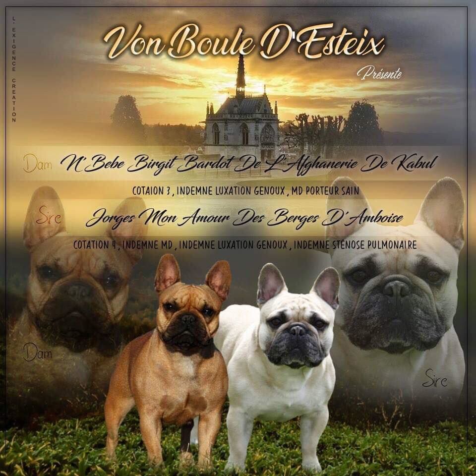 Von Boule D'esteix - nouveaux BB très attendus !! Arrières petits enfants !!!