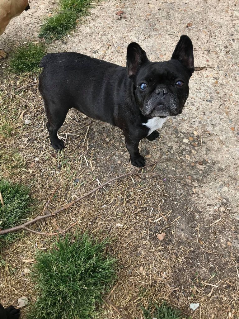 Von Boule D'esteix - Iromy Schneider du Domaine de Liana, 8 ans