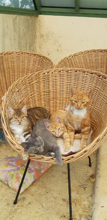 Von Boule D'esteix - La chattonnerie !!!!