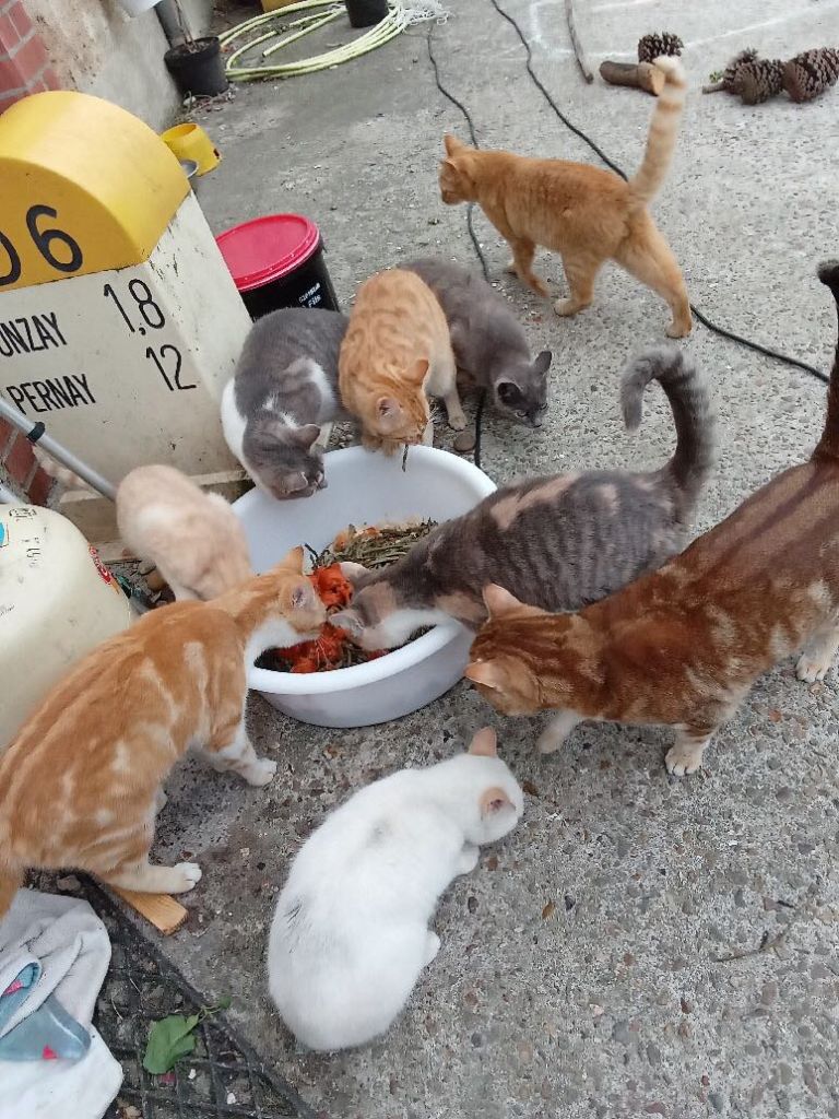 Von Boule D'esteix - Les bb chats sauvés au biberon !!!!