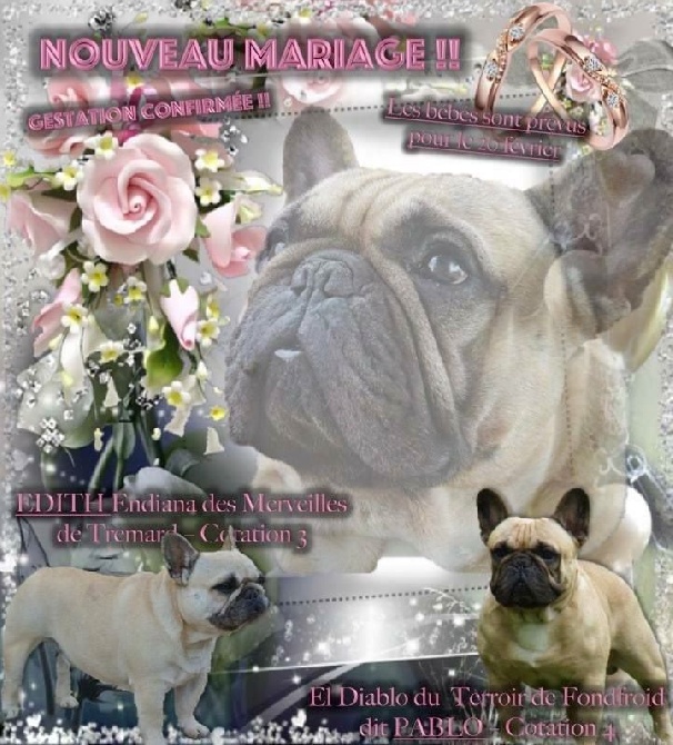 Von Boule D'esteix - Gestation confirmée pour Edith & Pablo !