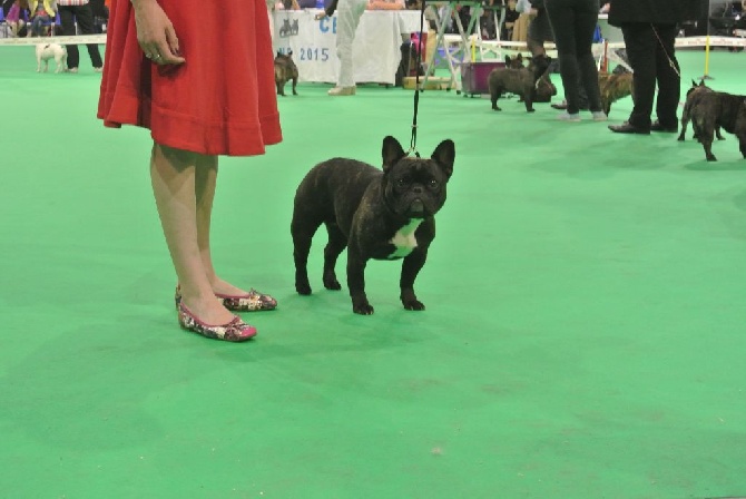 Von Boule D'esteix - NE National d'Elevage de DOUAI 2015