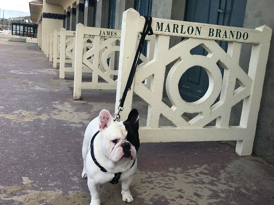 Von Boule D'esteix - Marlon Brando Von Boule D'Esteix