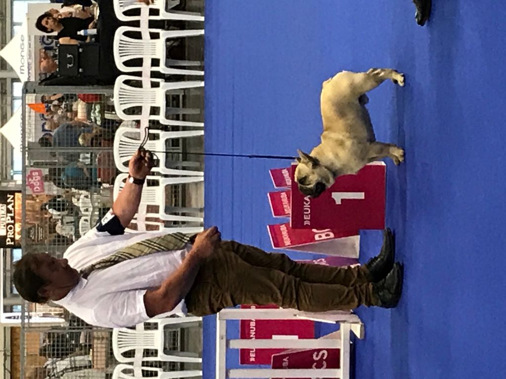 Von Boule D'esteix - Championnat de France 2017 Nantes