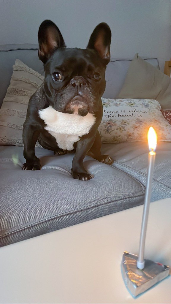 Norbert deNiro Von Boule D?Esteix, 6 ans 