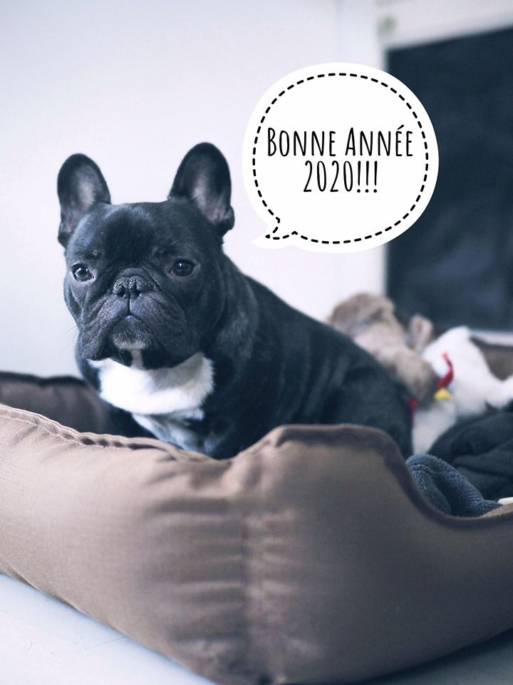 Von Boule D'esteix - Norbert De Niro Von Boule D'Esteix