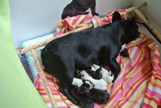 Von Boule D'esteix - Naissance des petits d'Eden Park et Romy
