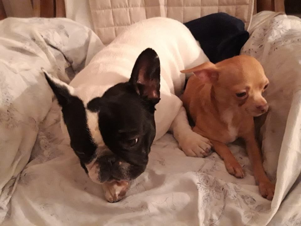Von Boule D'esteix - Ch de France 2018 Magnolia La Clodette For Ever VBDE
