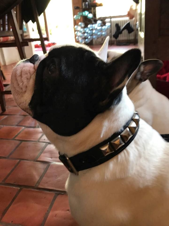 Von Boule D'esteix - Mister Marlon Brando Von Boule d'Esteix