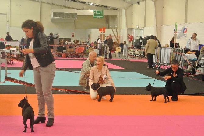 Von Boule D'esteix - Nationale d'Elevage Orleans 2014