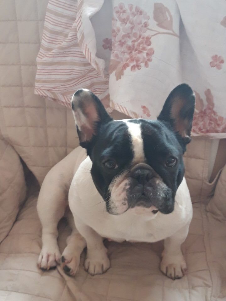 Von Boule D'esteix - Ch de France 2018 Magnolia La Clodette For Ever VBDE