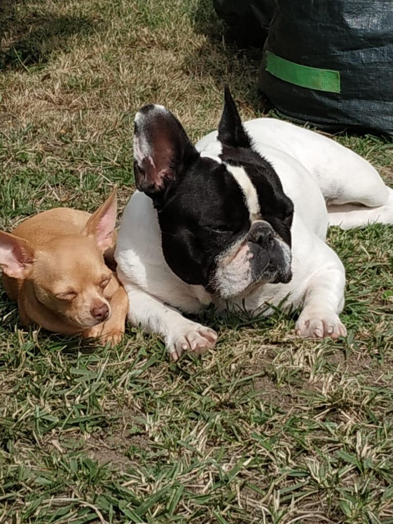 Von Boule D'esteix - Ch de France 2018 Magnolia La Clodette For Ever et son copain