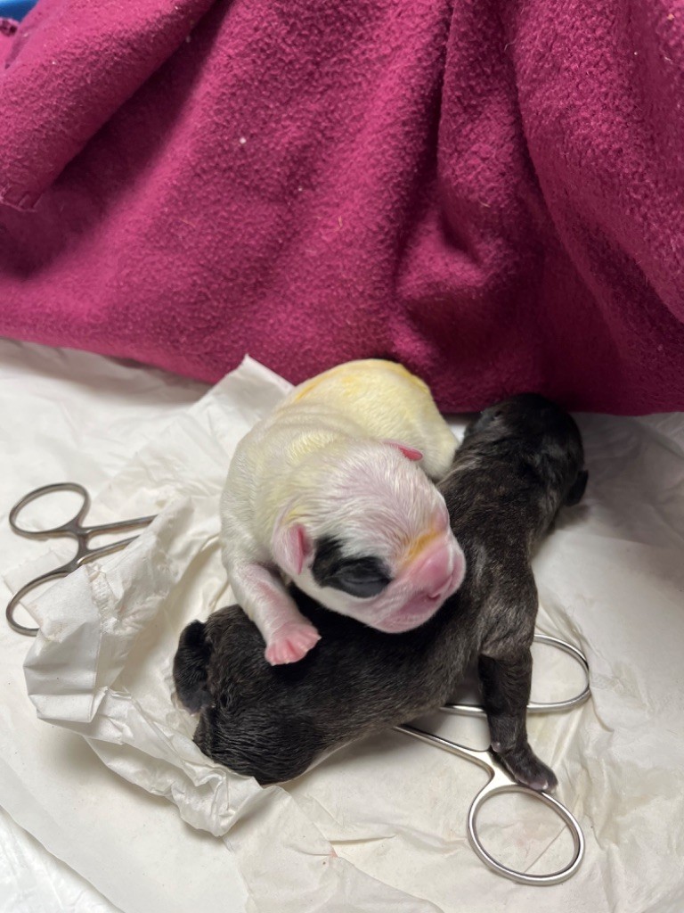 Von Boule D'esteix - Naissance le 11/02/2023 les 2 princesses !!