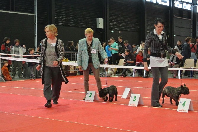 Von Boule D'esteix - ANGERS mars 2014 Humphrey Bogart 2e