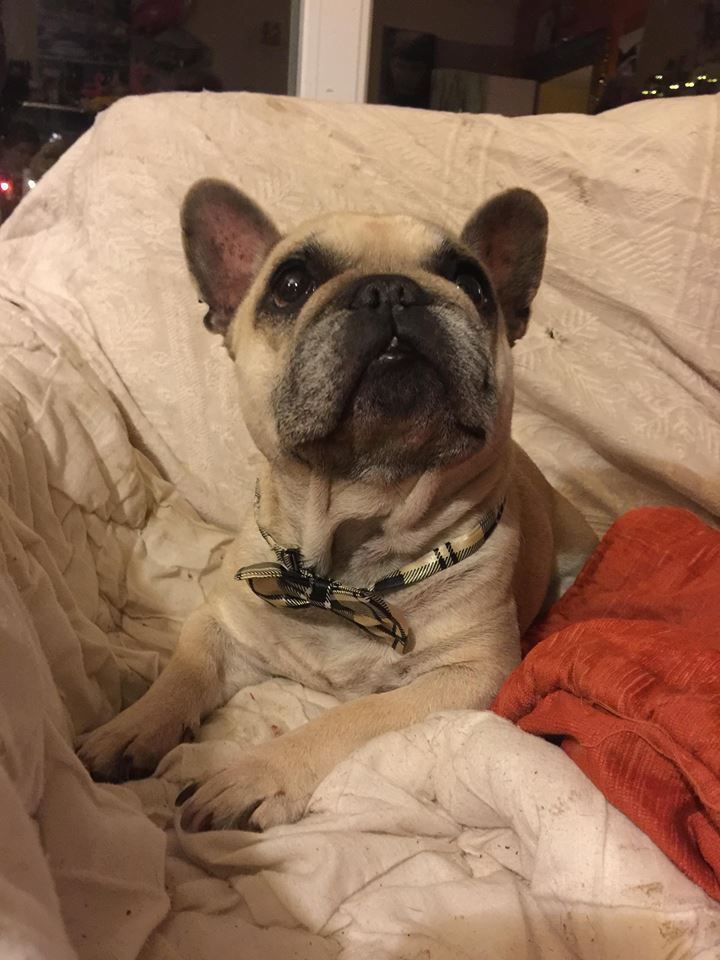 Von Boule D'esteix - Mamie Edith bientôt 9 ans !!