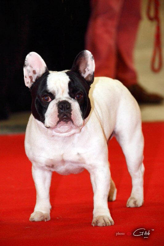 Von Boule D'esteix - O'Rhett Butler Von Boule D'Esteix cotation 4