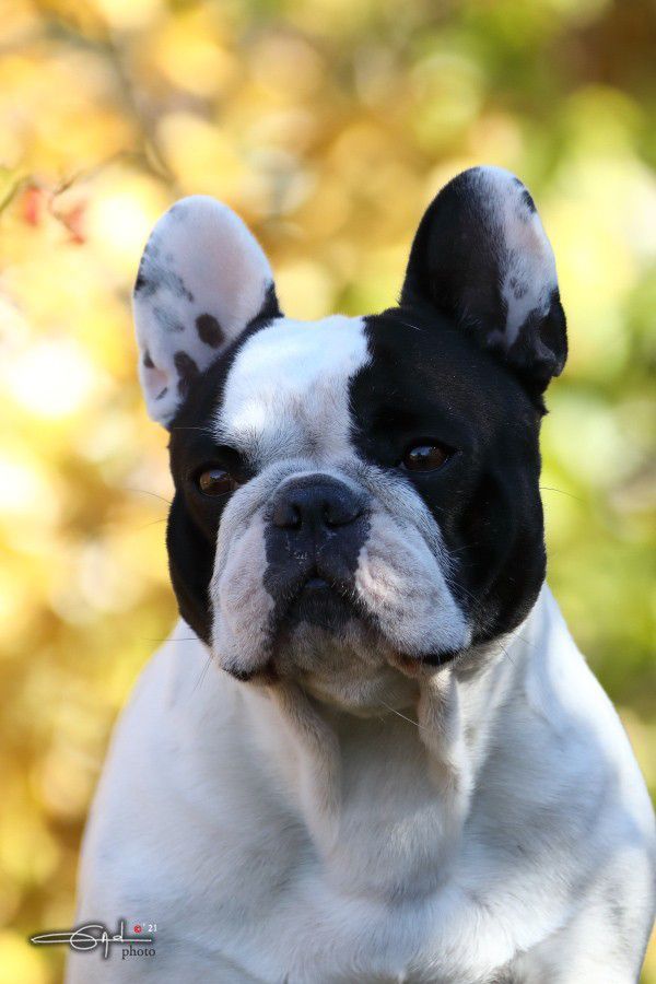 Von Boule D'esteix - O' RHETT BUTLER VBDE Champion de France Périgueux 2022