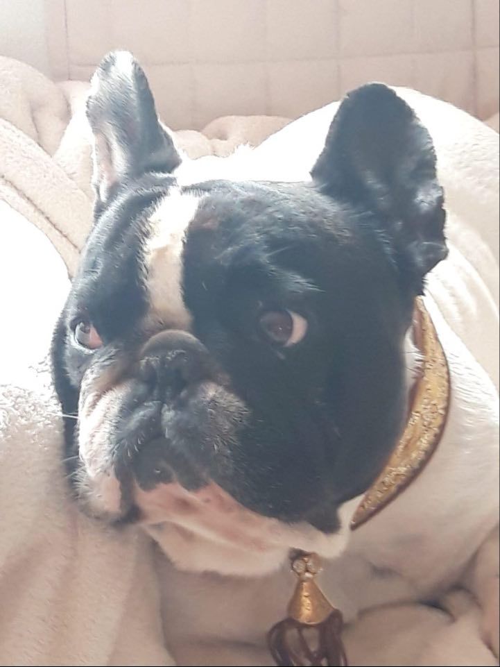 Von Boule D'esteix - Ch de France 2018 Magnolia La Clodette For Ever VBDE