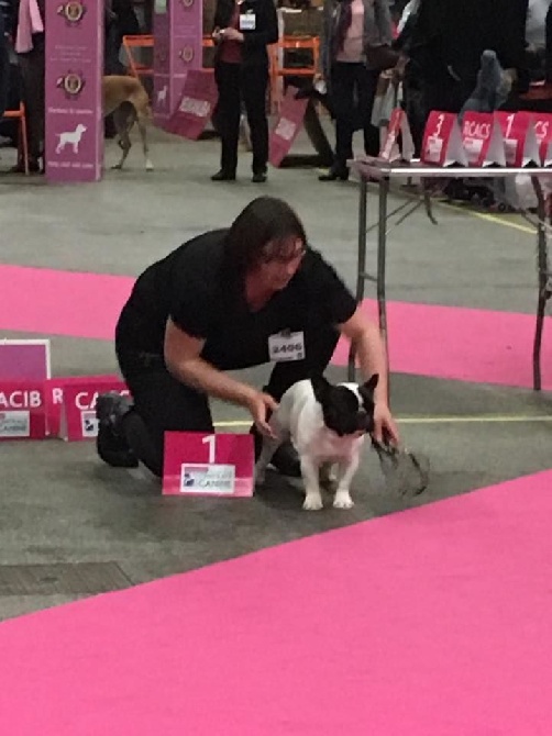 Von Boule D'esteix - Nantes 2016 dimanche CACIB