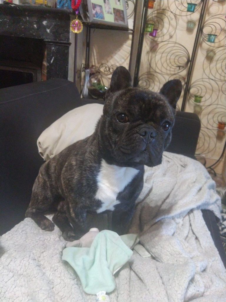 Von Boule D'esteix - Petit-fils d'Humphey Bogart Oscar de la Mare Guesclin