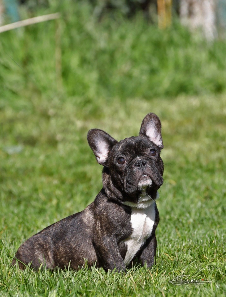 Von Boule D'esteix - Chiots disponibles - Bouledogue français