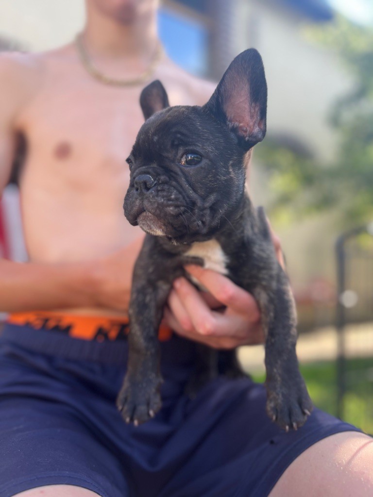 Von Boule D'esteix - Chiots disponibles - Bouledogue français