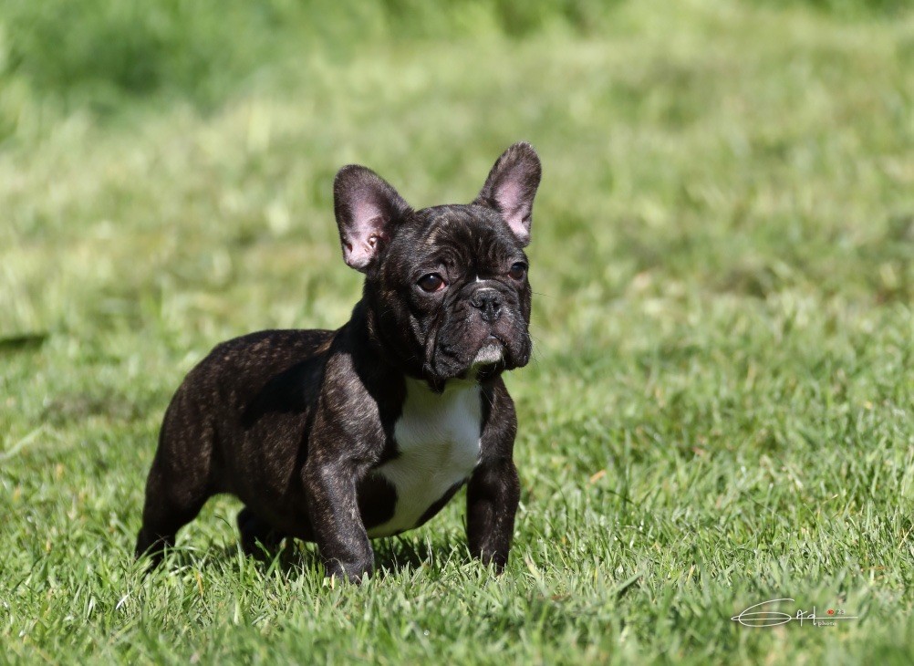 Von Boule D'esteix - Chiots disponibles - Bouledogue français